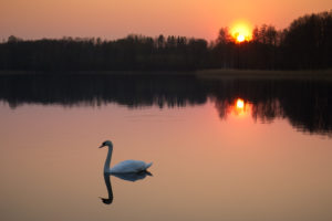 Ilsa Burns Health Coach - Swan on Lake