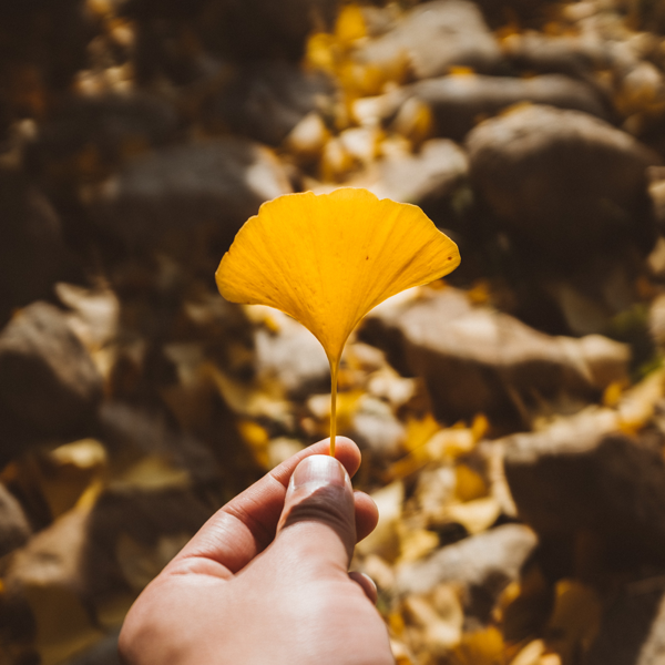 GInkgo Tree Story