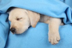 Sleep Better - adorable puppy sleeping