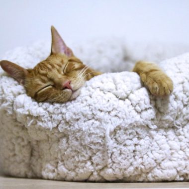 Importance of Sleep - Sleeping Cat