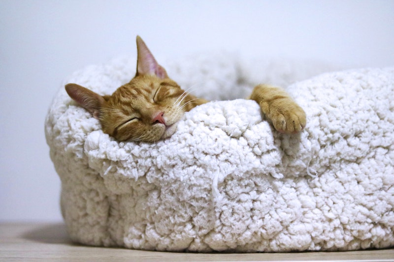 Importance of Sleep - Sleeping Cat